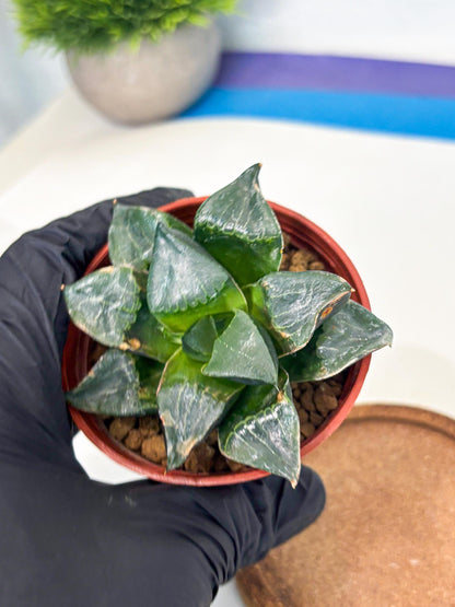Haworthia Long Xi (wa7) (b7) | Rare Import