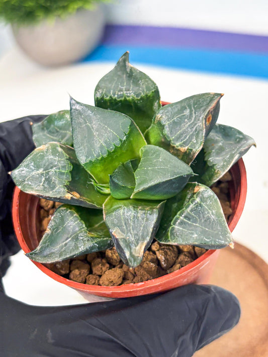 Haworthia Long Xi (wa7) (b7) | Rare Import
