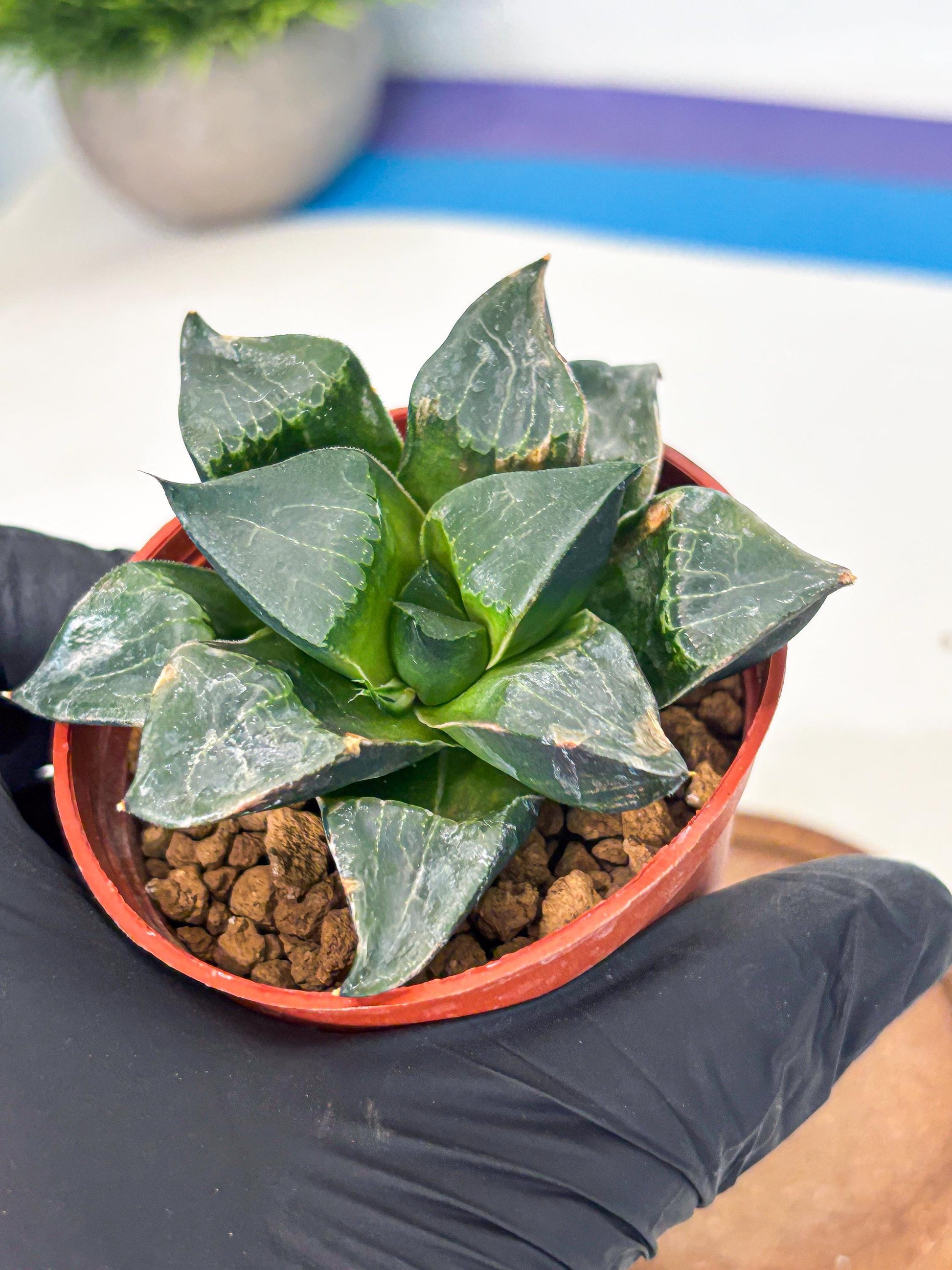 Haworthia Long Xi (wa7) (b7) | Rare Import