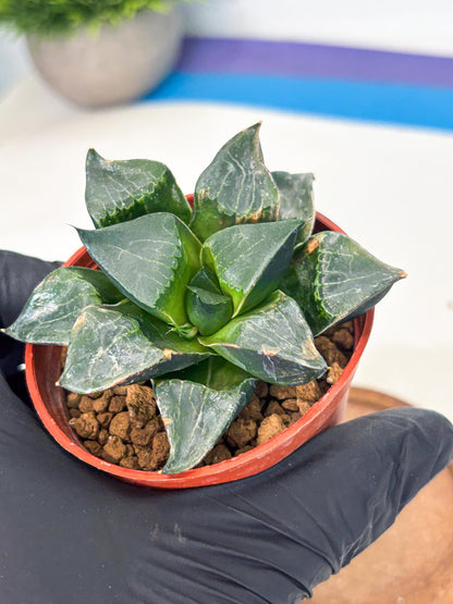 Haworthia Long Xi (wa7) (b7) | Rare Import