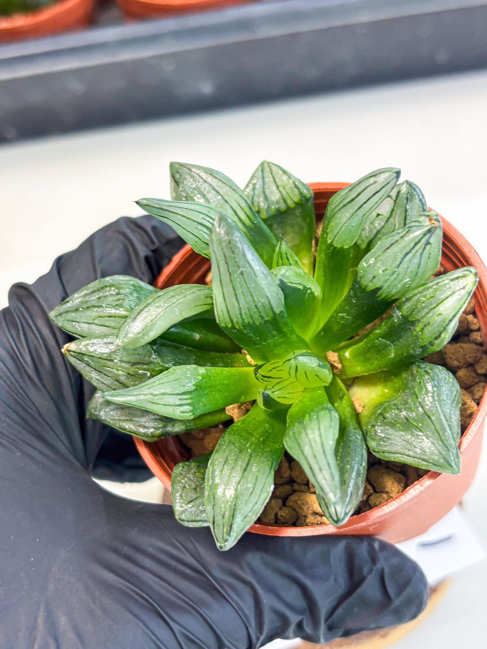 Haworthia Atrofusca (wa7) (b1) | Rare Import