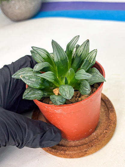 Haworthia Atrofusca (wa7) (b1) | Rare Import