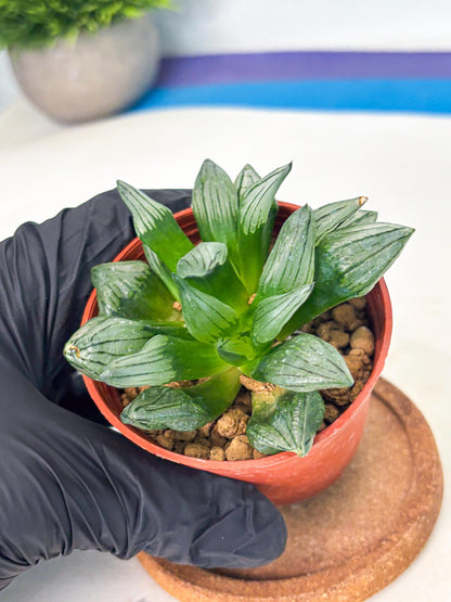 Haworthia Atrofusca (wa7) (b1) | Rare Import