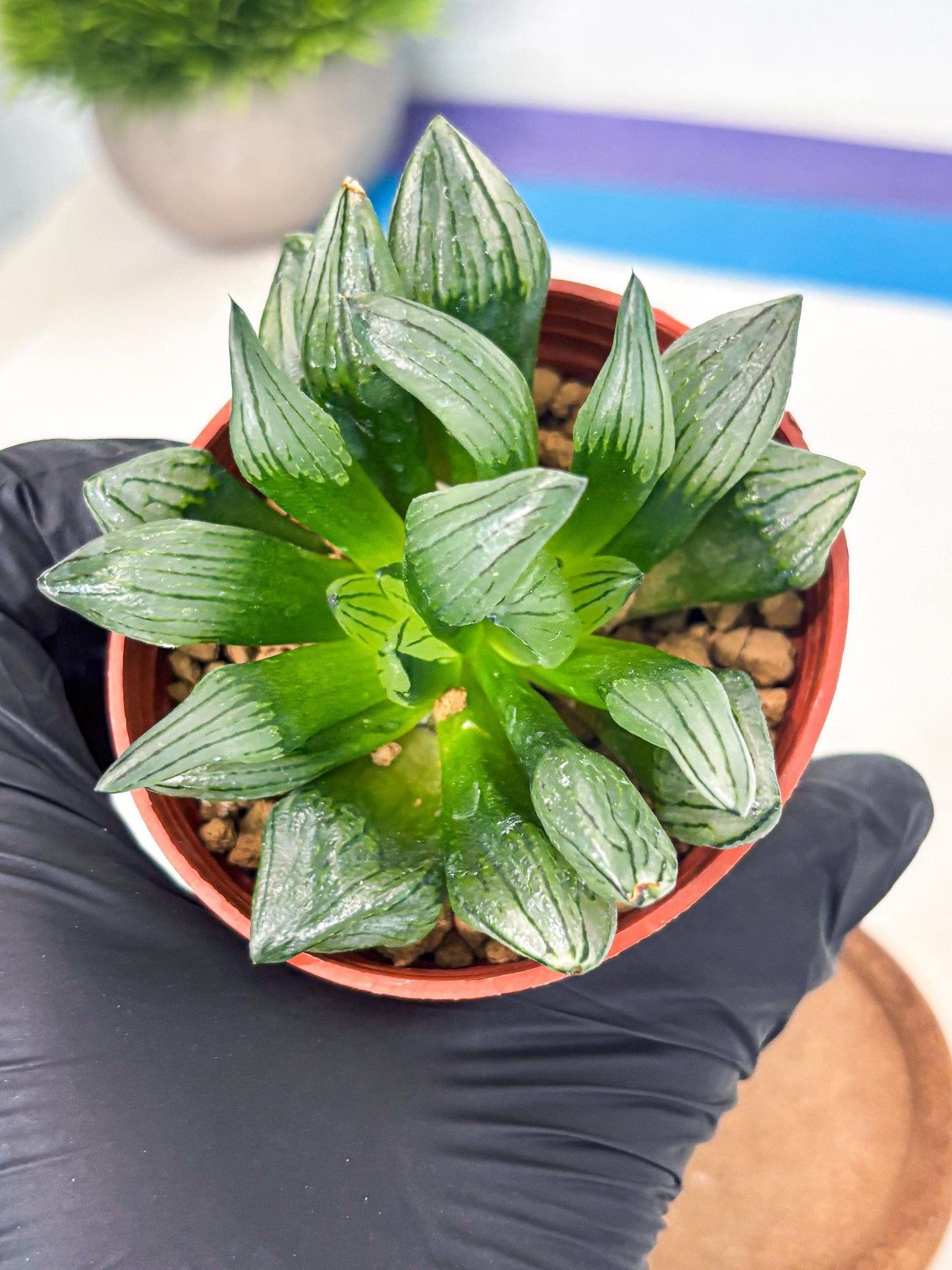 Haworthia Atrofusca (wa7) (b1) | Rare Import