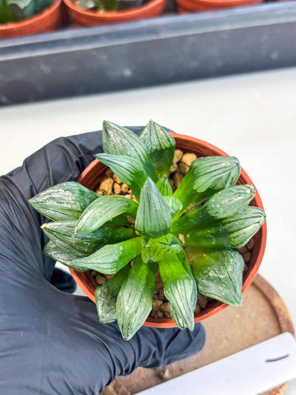 Haworthia Atrofusca (wa7) (b1) | Rare Import