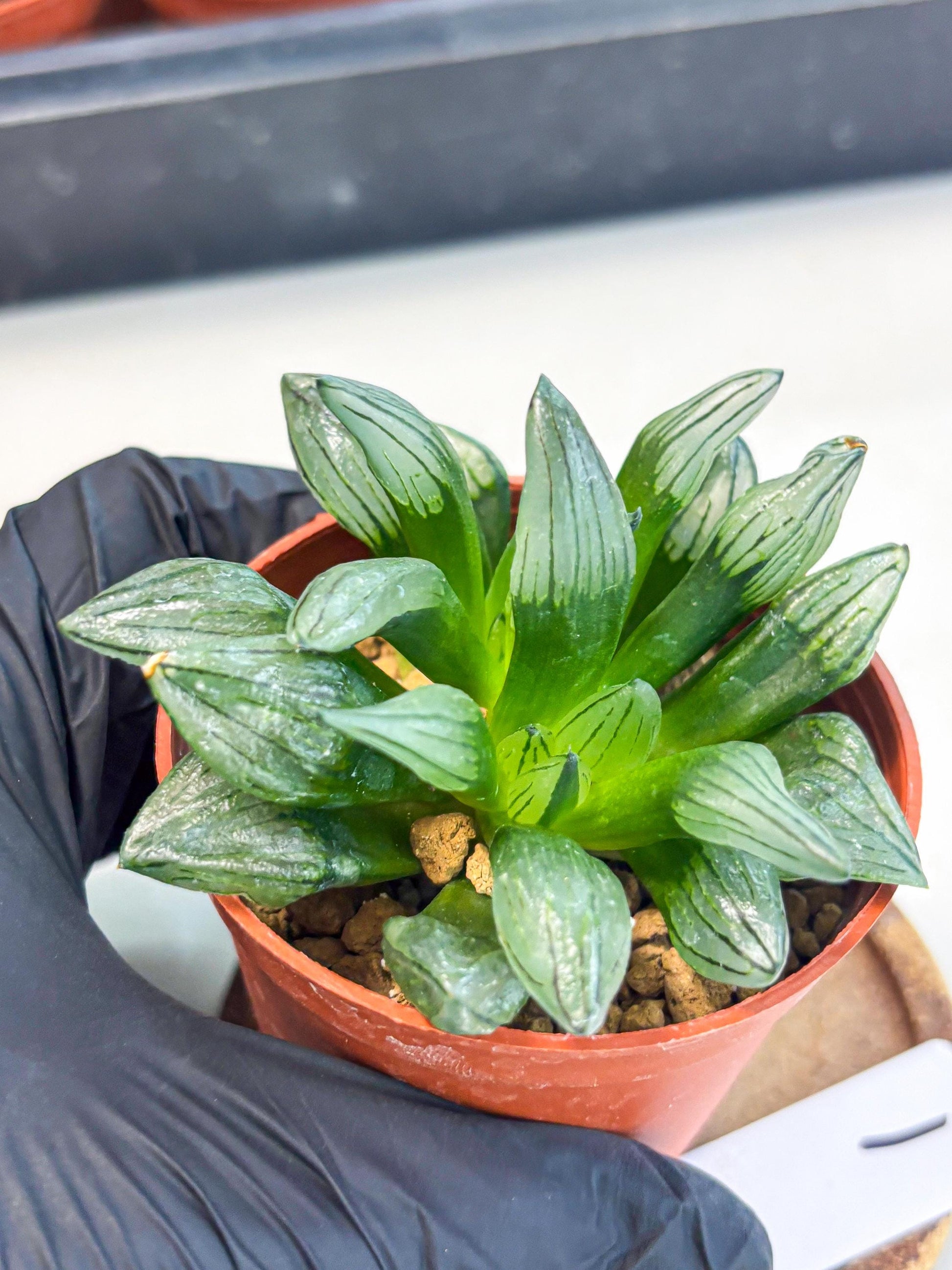 Haworthia Atrofusca (wa7) (b1) | Rare Import