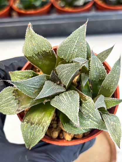Haworthia Lu Zhi Xing (wa7) (r1) | Rare Import