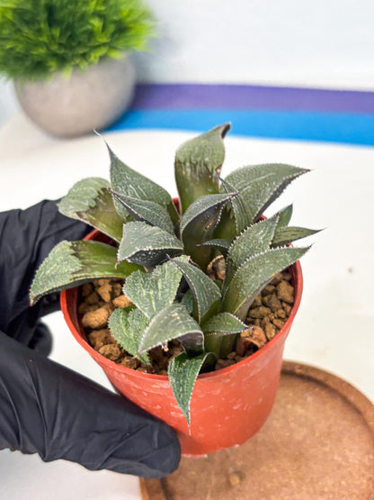 Haworthia Lu Zhi Xing (wa7) (r1) | Rare Import