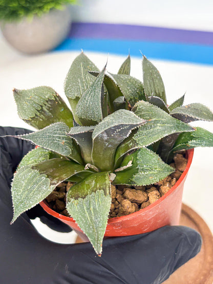 Haworthia Lu Zhi Xing (wa7) (r1) | Rare Import
