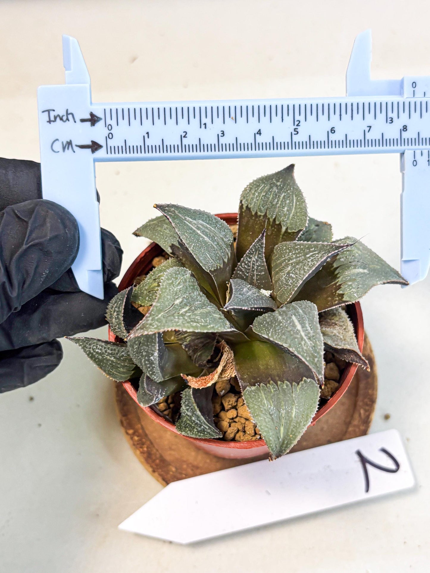 Haworthia Lu Zhi Xing (wa7) (r2) | Rare Import