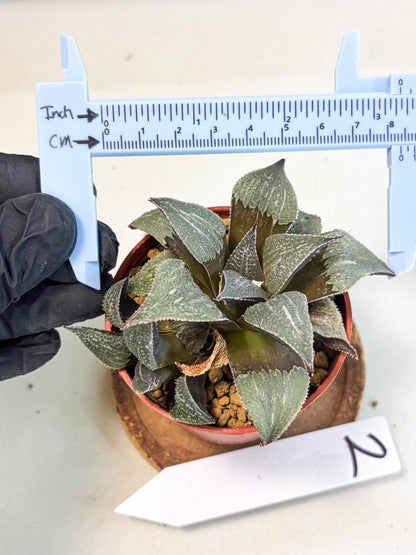Haworthia Lu Zhi Xing (wa7) (r2) | Rare Import