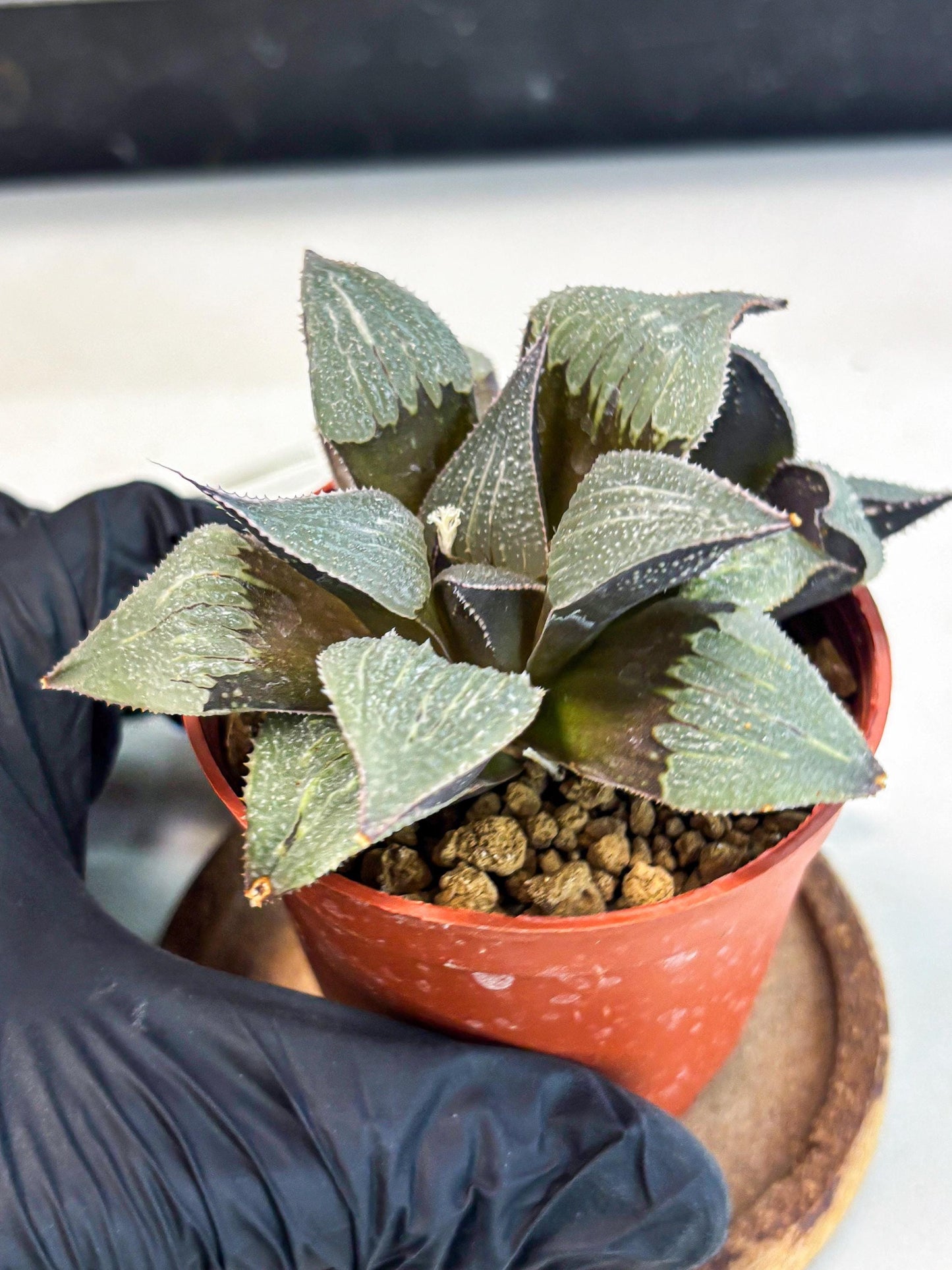 Haworthia Lu Zhi Xing (wa7) (r2) | Rare Import