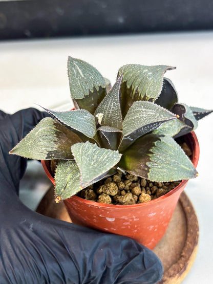 Haworthia Lu Zhi Xing (wa7) (r2) | Rare Import