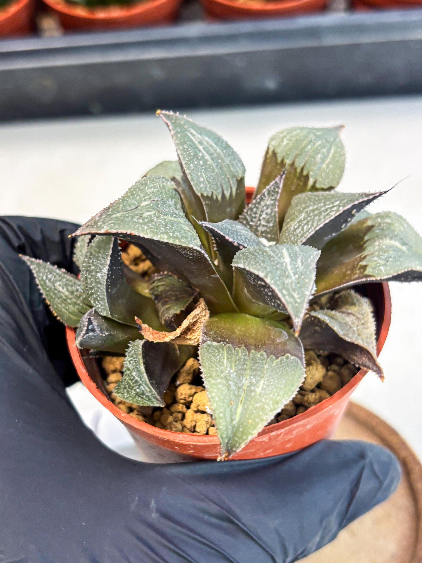 Haworthia Lu Zhi Xing (wa7) (r2) | Rare Import