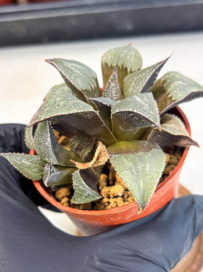 Haworthia Lu Zhi Xing (wa7) (r2) | Rare Import