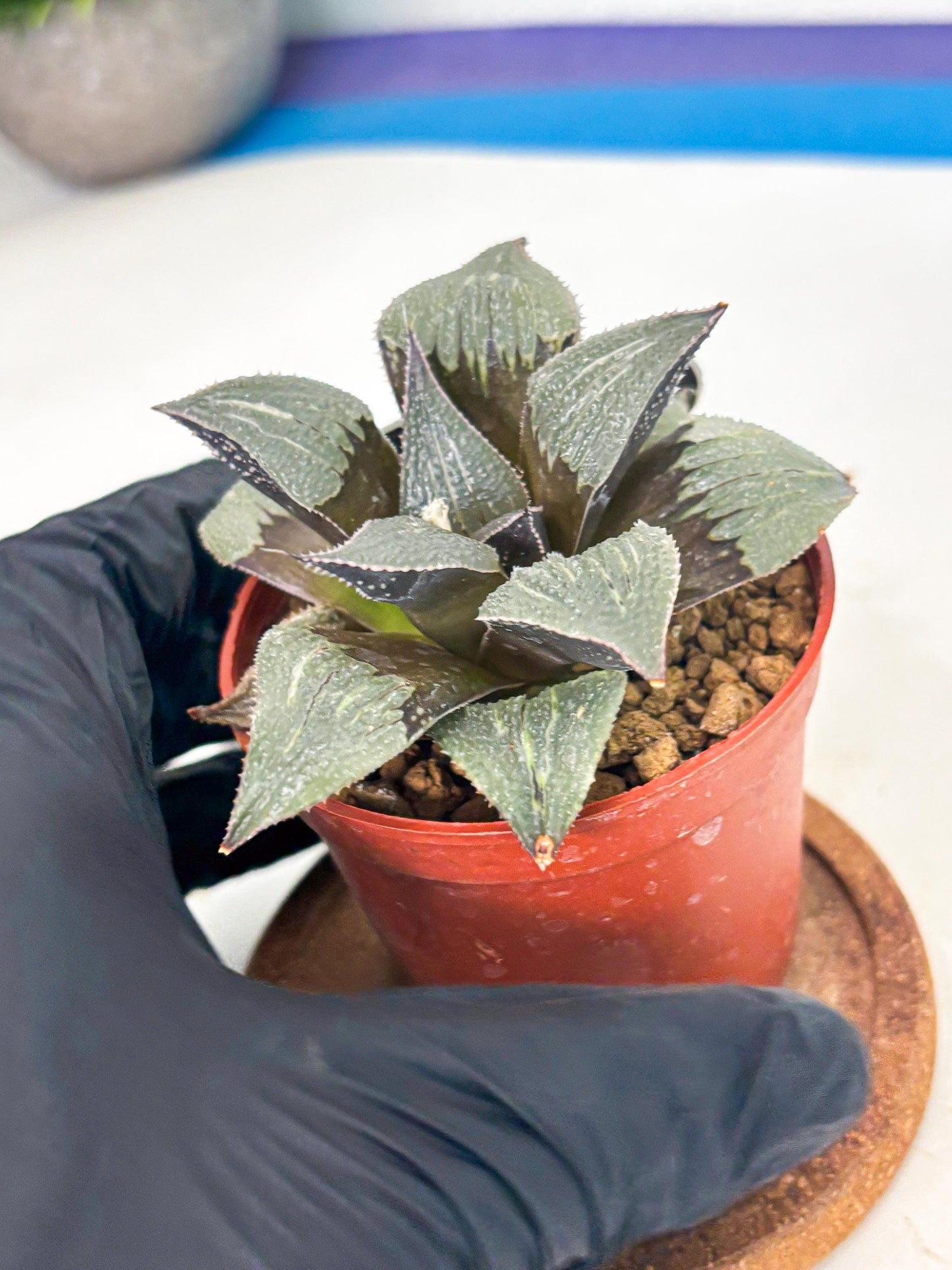 Haworthia Lu Zhi Xing (wa7) (r2) | Rare Import