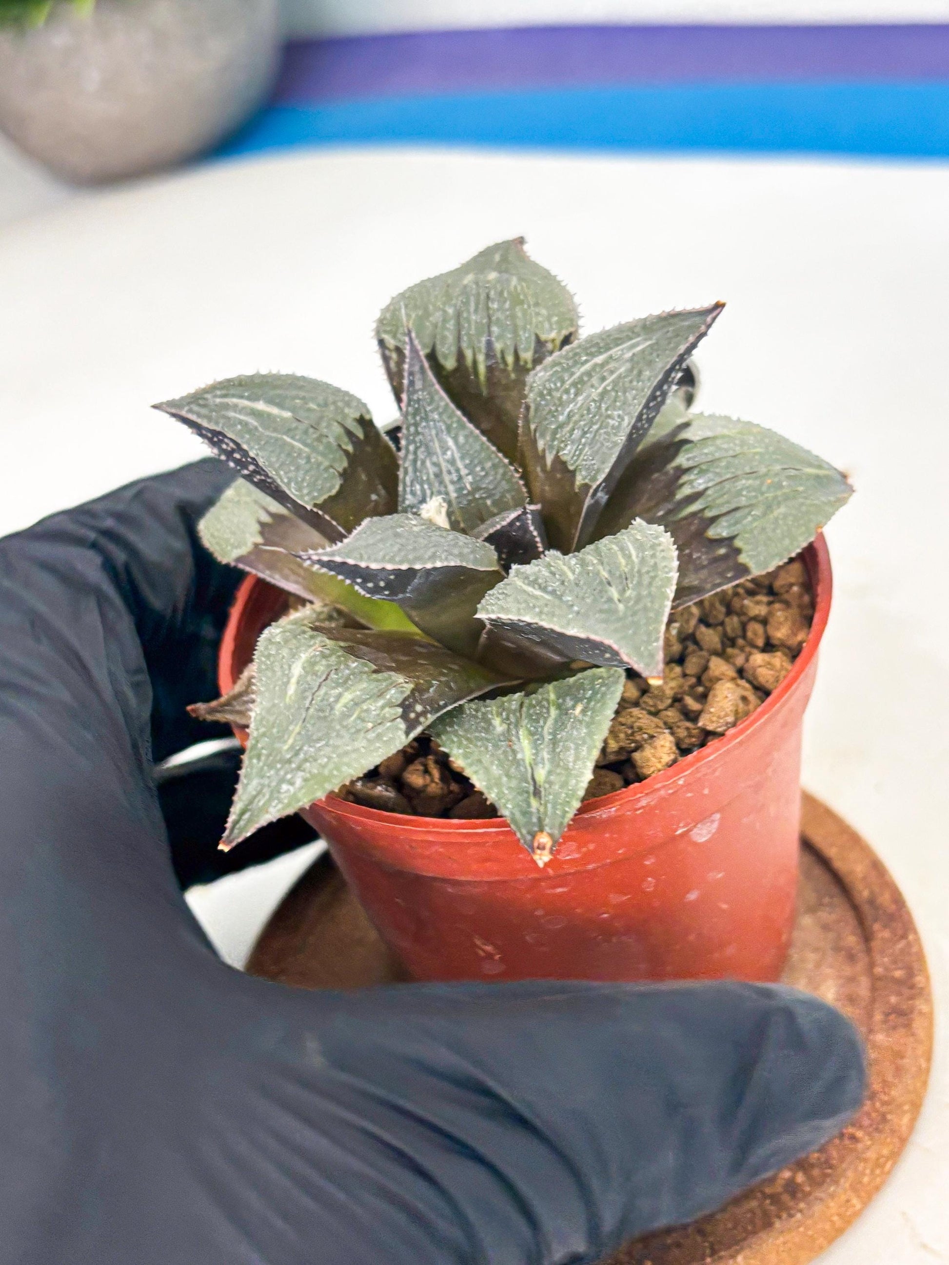 Haworthia Lu Zhi Xing (wa7) (r2) | Rare Import
