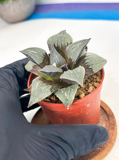 Haworthia Lu Zhi Xing (wa7) (r2) | Rare Import