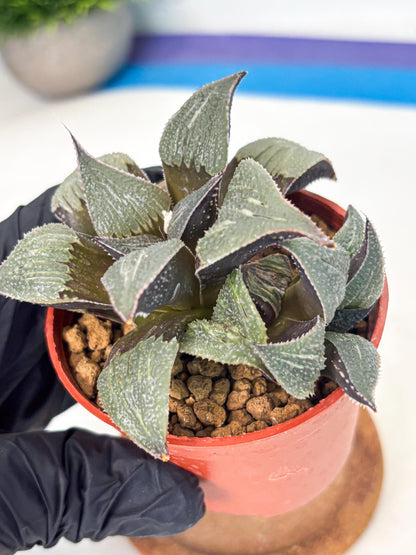 Haworthia Lu Zhi Xing (wa7) (r2) | Rare Import