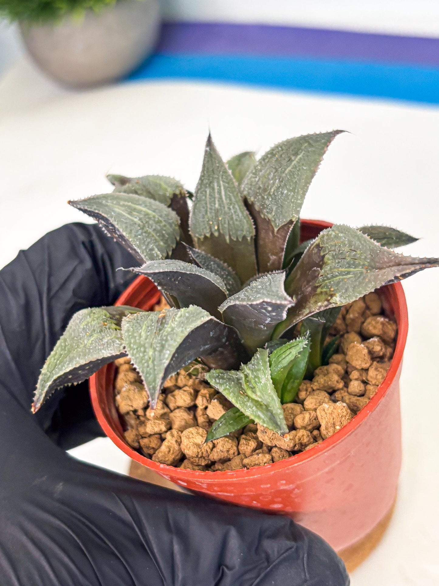Haworthia Lu Zhi Xing (wa7) (r3) | Rare Import