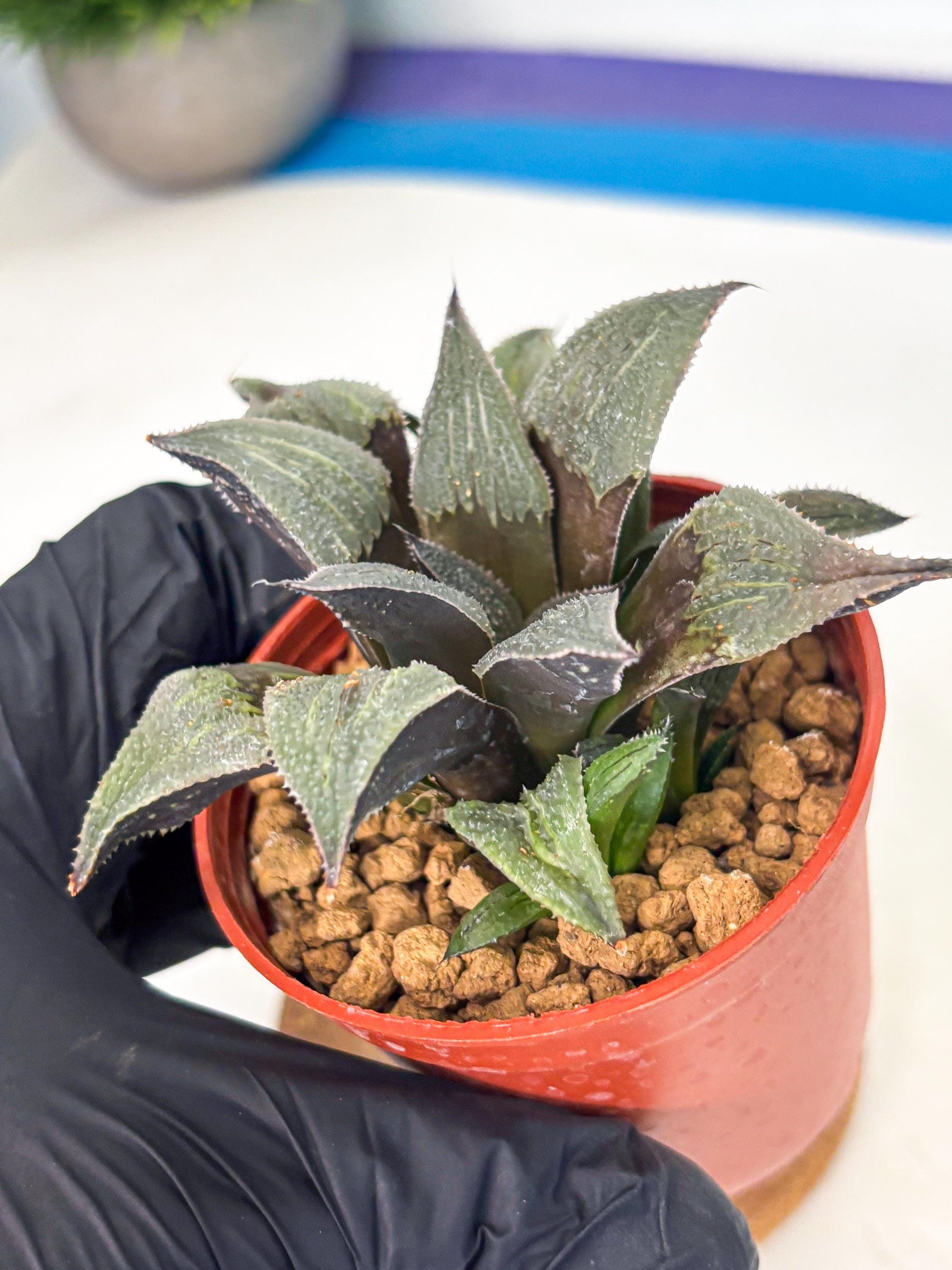 Haworthia Lu Zhi Xing (wa7) (r3) | Rare Import