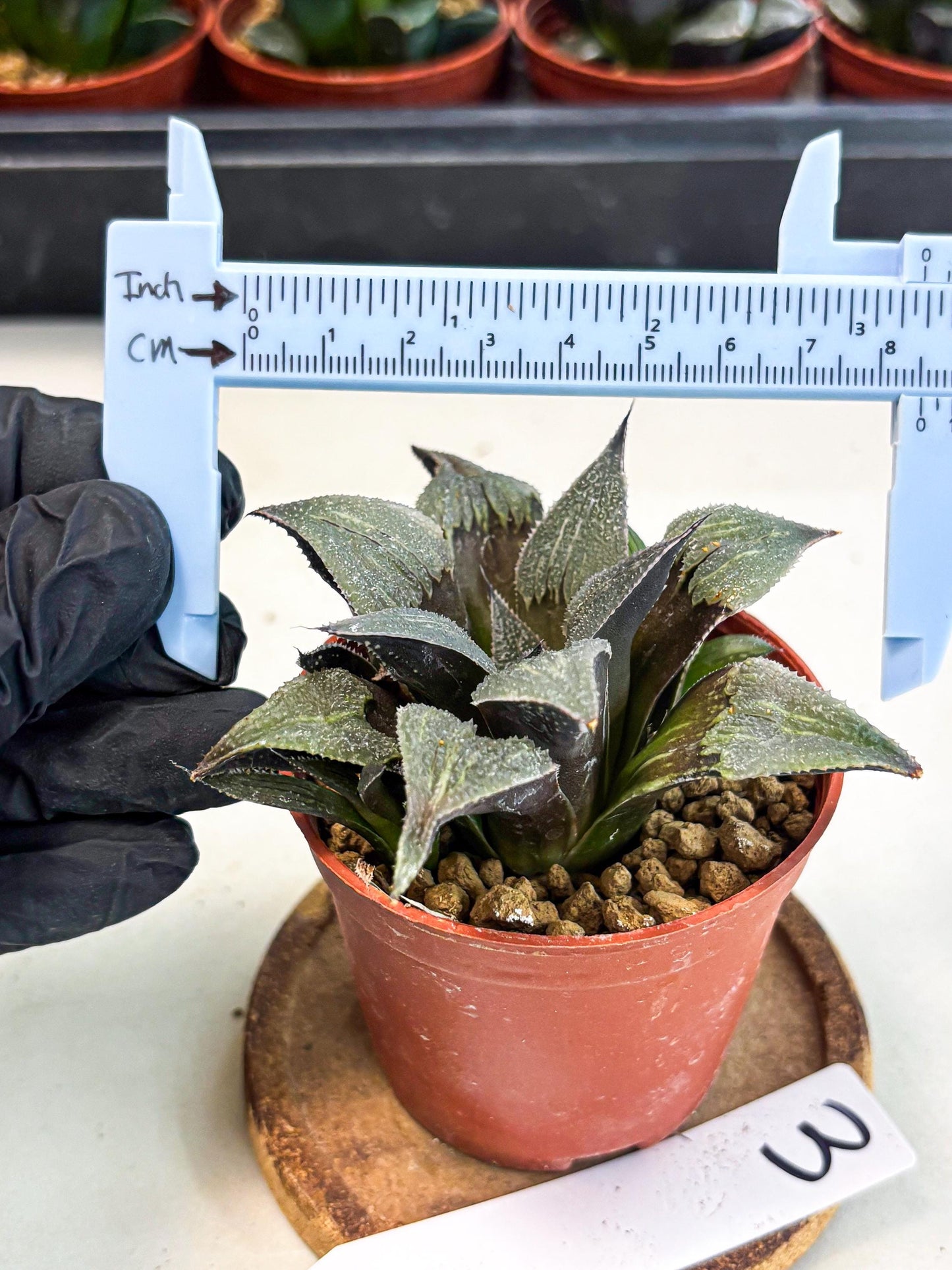 Haworthia Lu Zhi Xing (wa7) (r3) | Rare Import