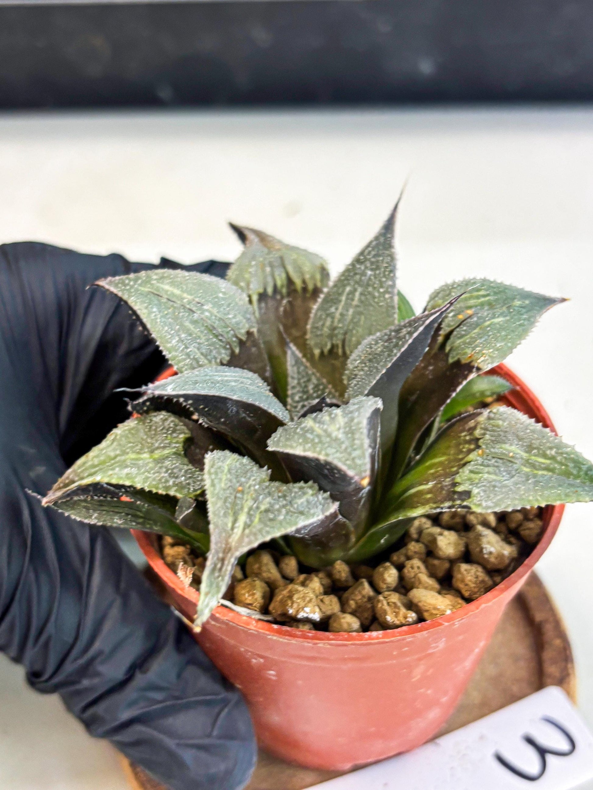 Haworthia Lu Zhi Xing (wa7) (r3) | Rare Import