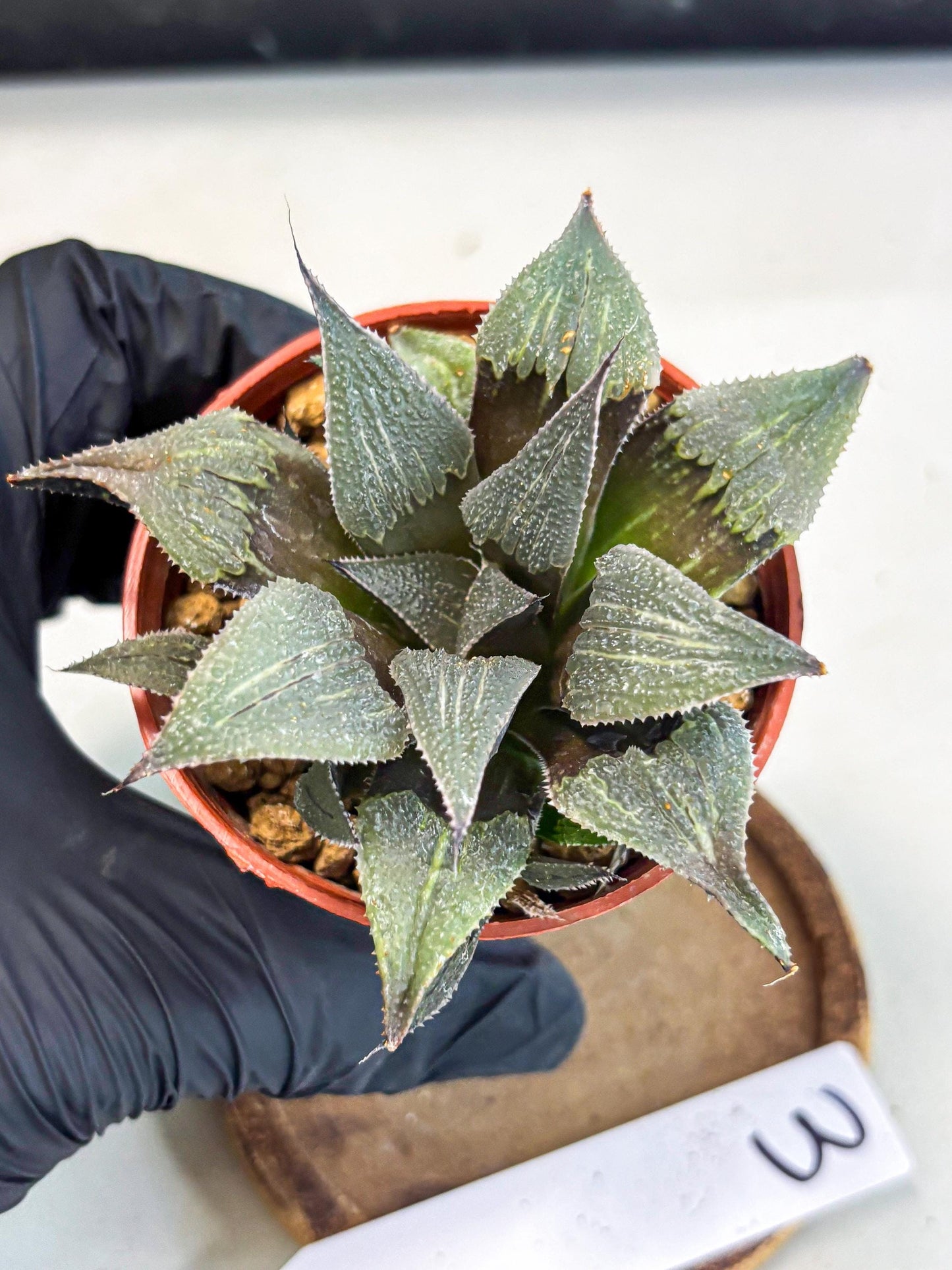Haworthia Lu Zhi Xing (wa7) (r3) | Rare Import