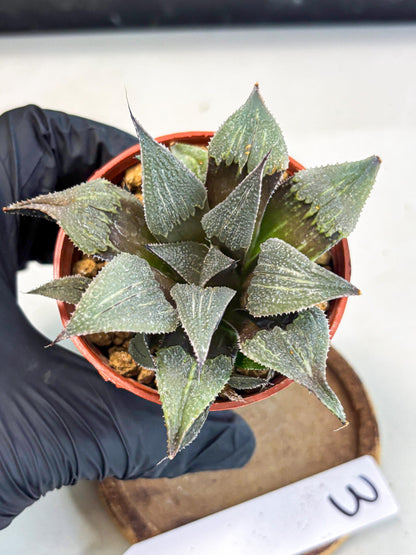 Haworthia Lu Zhi Xing (wa7) (r3) | Rare Import