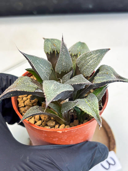 Haworthia Lu Zhi Xing (wa7) (r3) | Rare Import