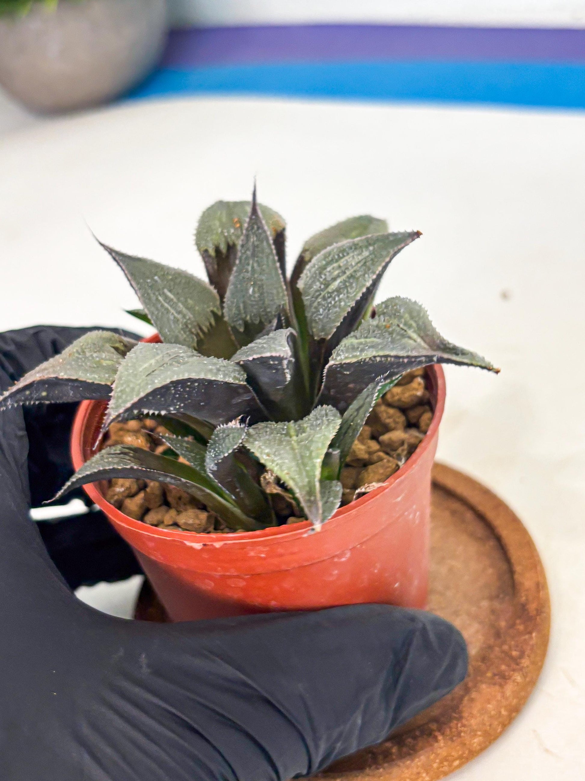 Haworthia Lu Zhi Xing (wa7) (r3) | Rare Import