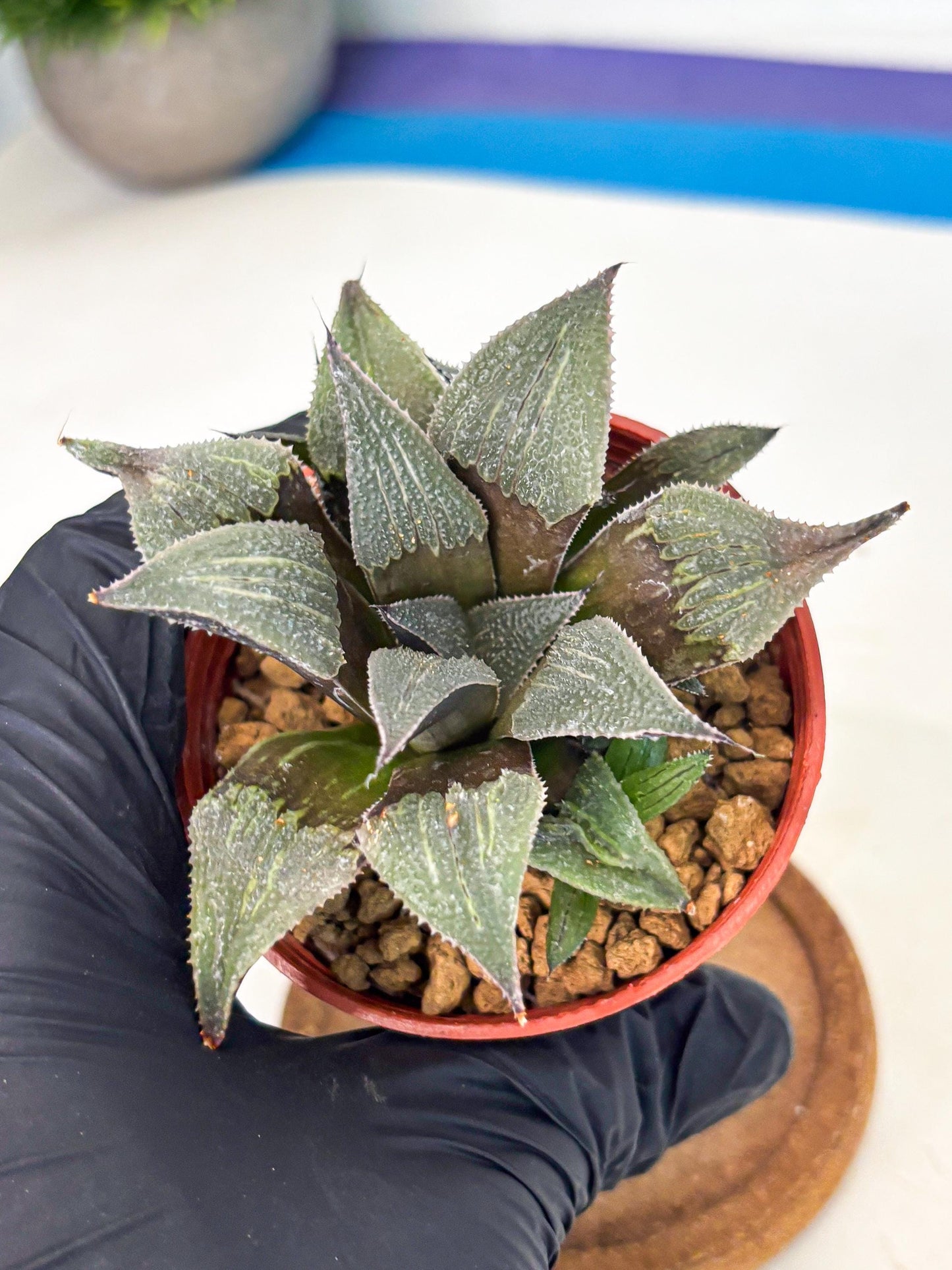 Haworthia Lu Zhi Xing (wa7) (r3) | Rare Import