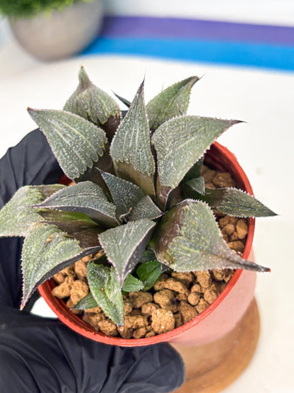 Haworthia Lu Zhi Xing (wa7) (r3) | Rare Import