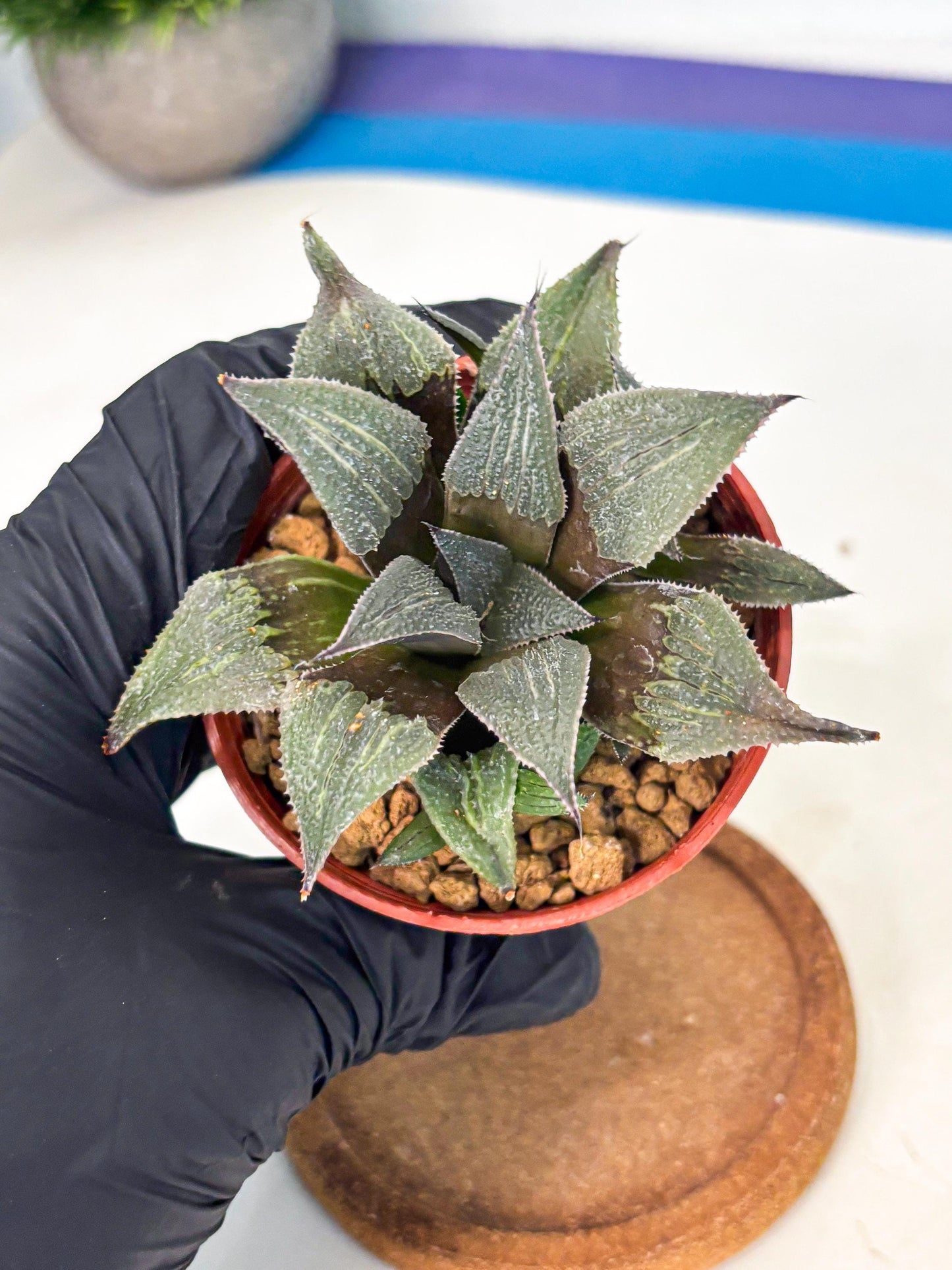 Haworthia Lu Zhi Xing (wa7) (r3) | Rare Import