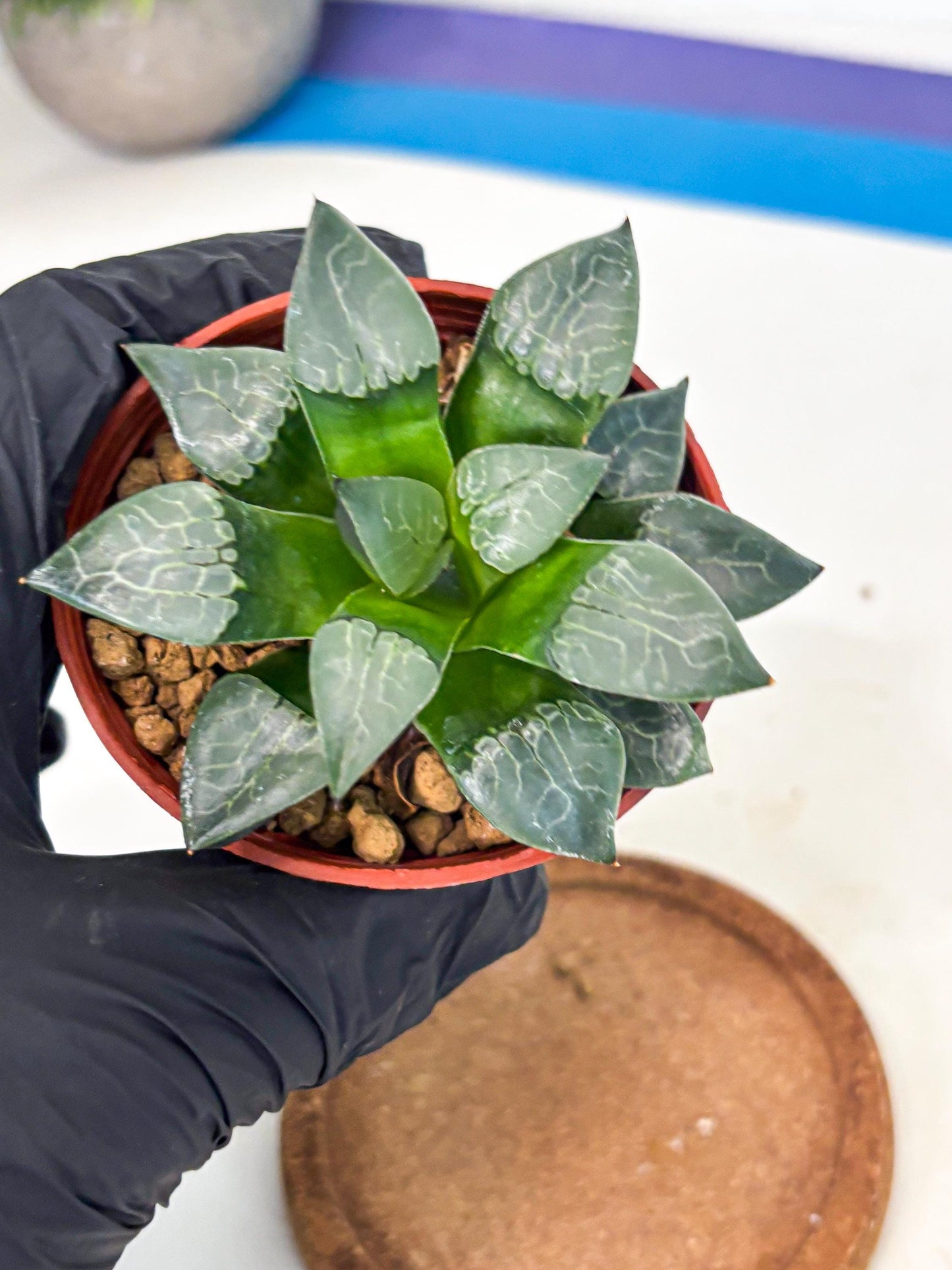 Haworthia Huo Fenghuang (wa7) (r5) | Rare Import
