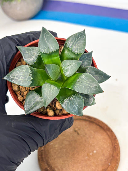 Haworthia Huo Fenghuang (wa7) (r5) | Rare Import