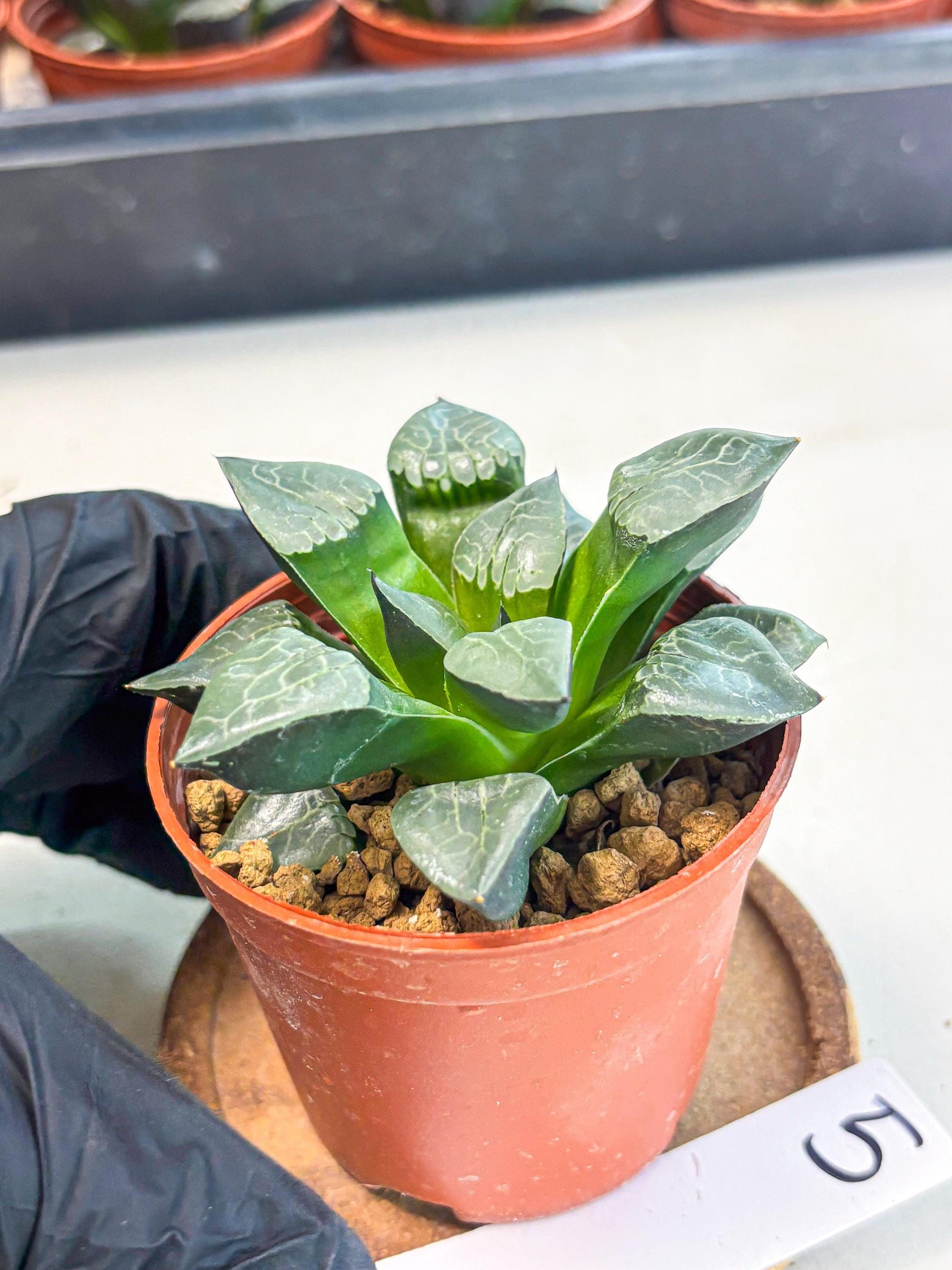 Haworthia Huo Fenghuang (wa7) (r5) | Rare Import