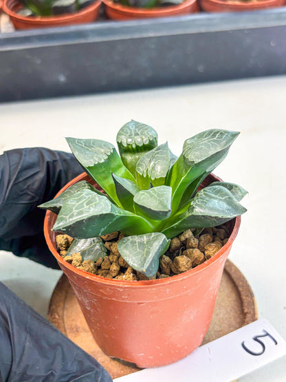 Haworthia Huo Fenghuang (wa7) (r5) | Rare Import