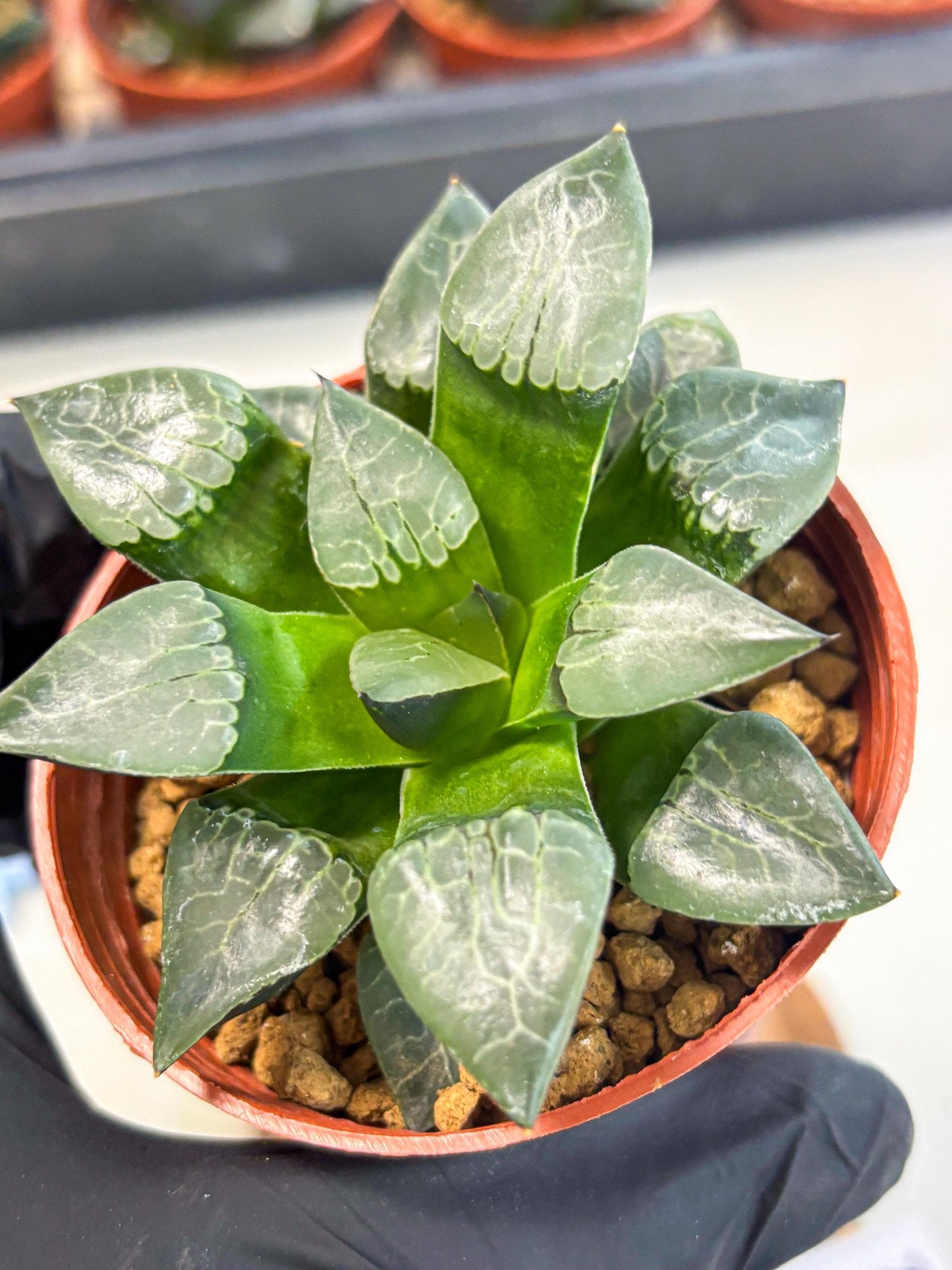 Haworthia Huo Fenghuang (wa7) (r5) | Rare Import