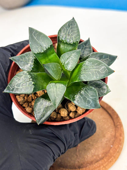Haworthia Huo Fenghuang (wa7) (r5) | Rare Import