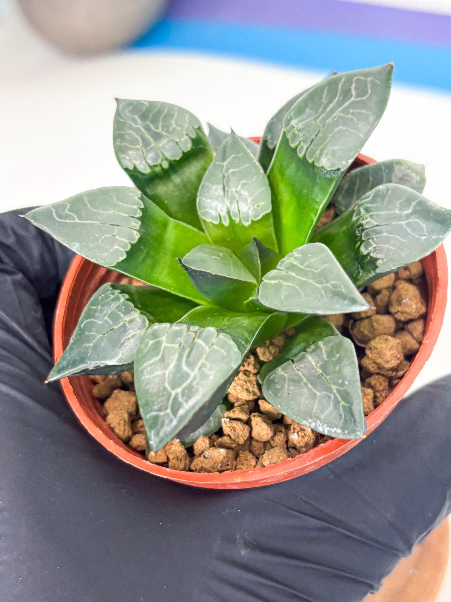 Haworthia Huo Fenghuang (wa7) (r5) | Rare Import