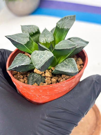 Haworthia Huo Fenghuang (wa7) (r5) | Rare Import