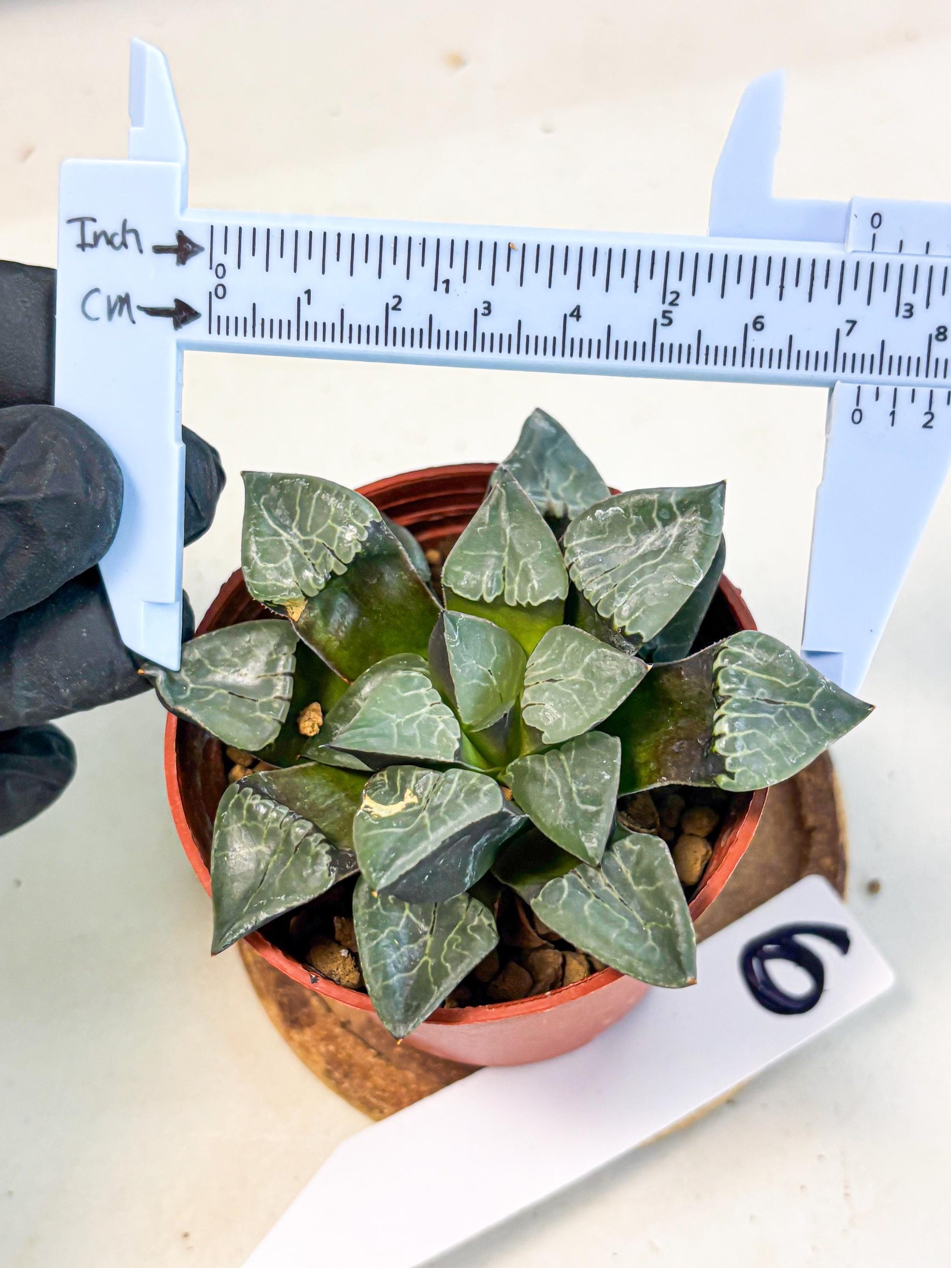Haworthia Huo Fenghuang (wa7) (r6) | Rare Import