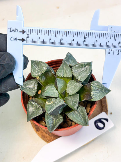Haworthia Huo Fenghuang (wa7) (r6) | Rare Import