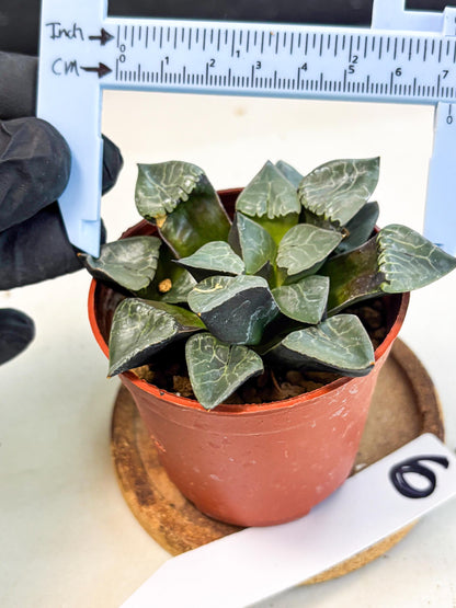 Haworthia Huo Fenghuang (wa7) (r6) | Rare Import
