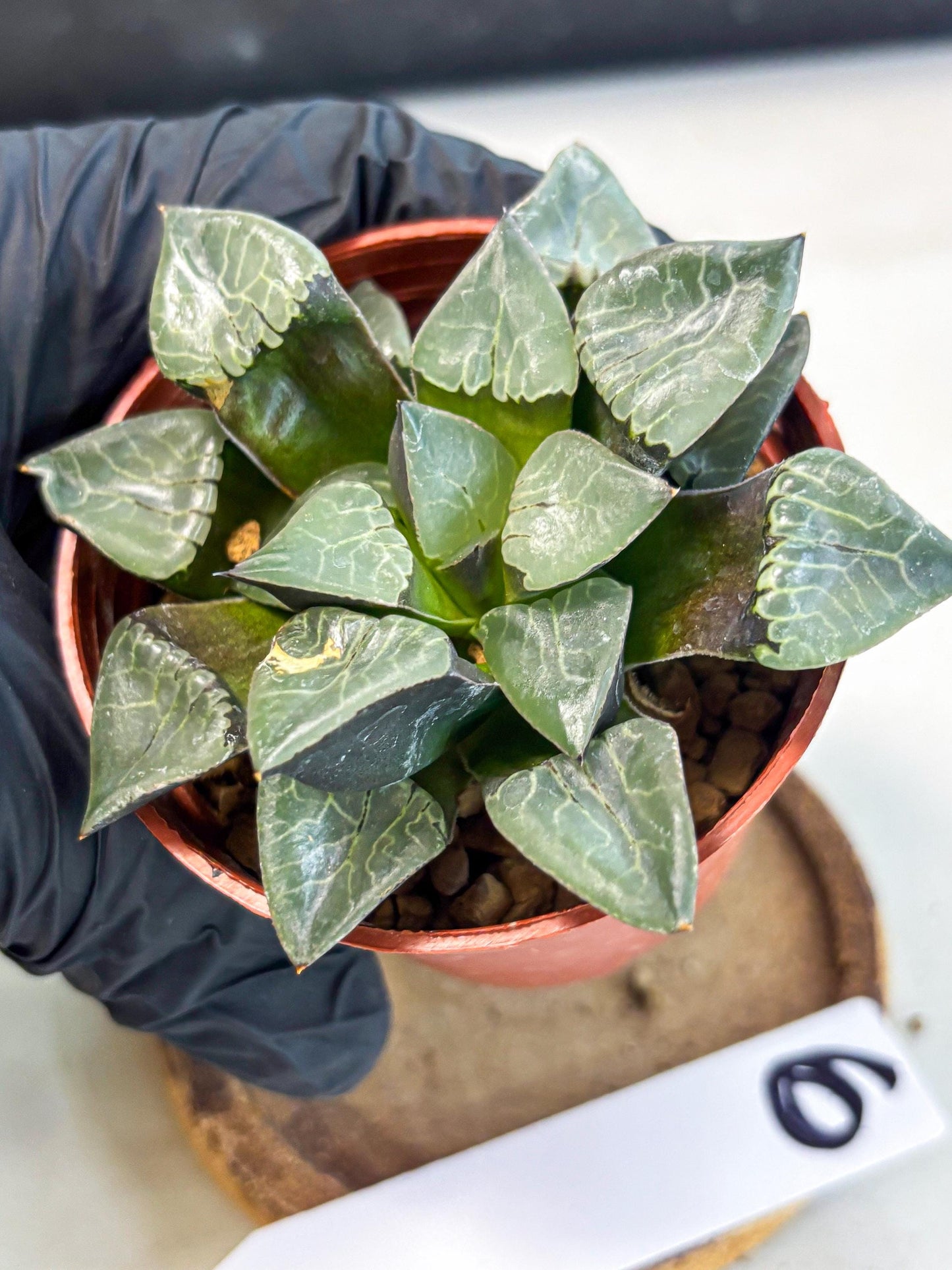 Haworthia Huo Fenghuang (wa7) (r6) | Rare Import