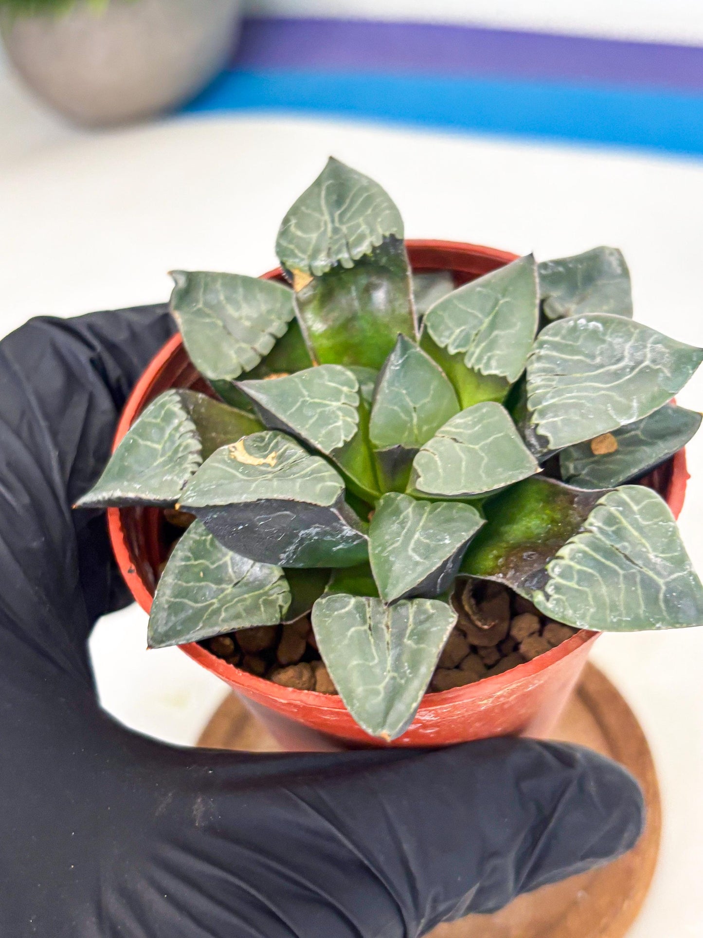Haworthia Huo Fenghuang (wa7) (r6) | Rare Import