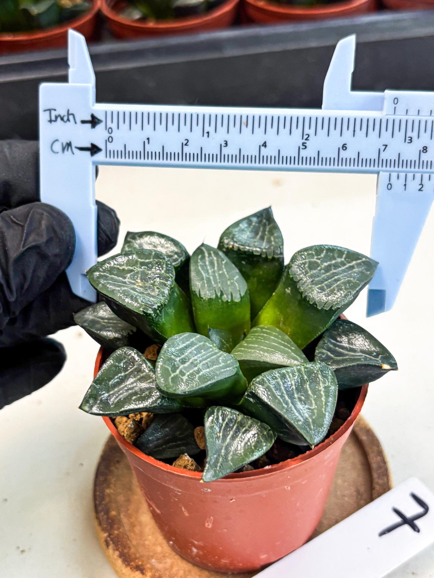 Haworthia Yueying (wa7) (r7) | Rare Import
