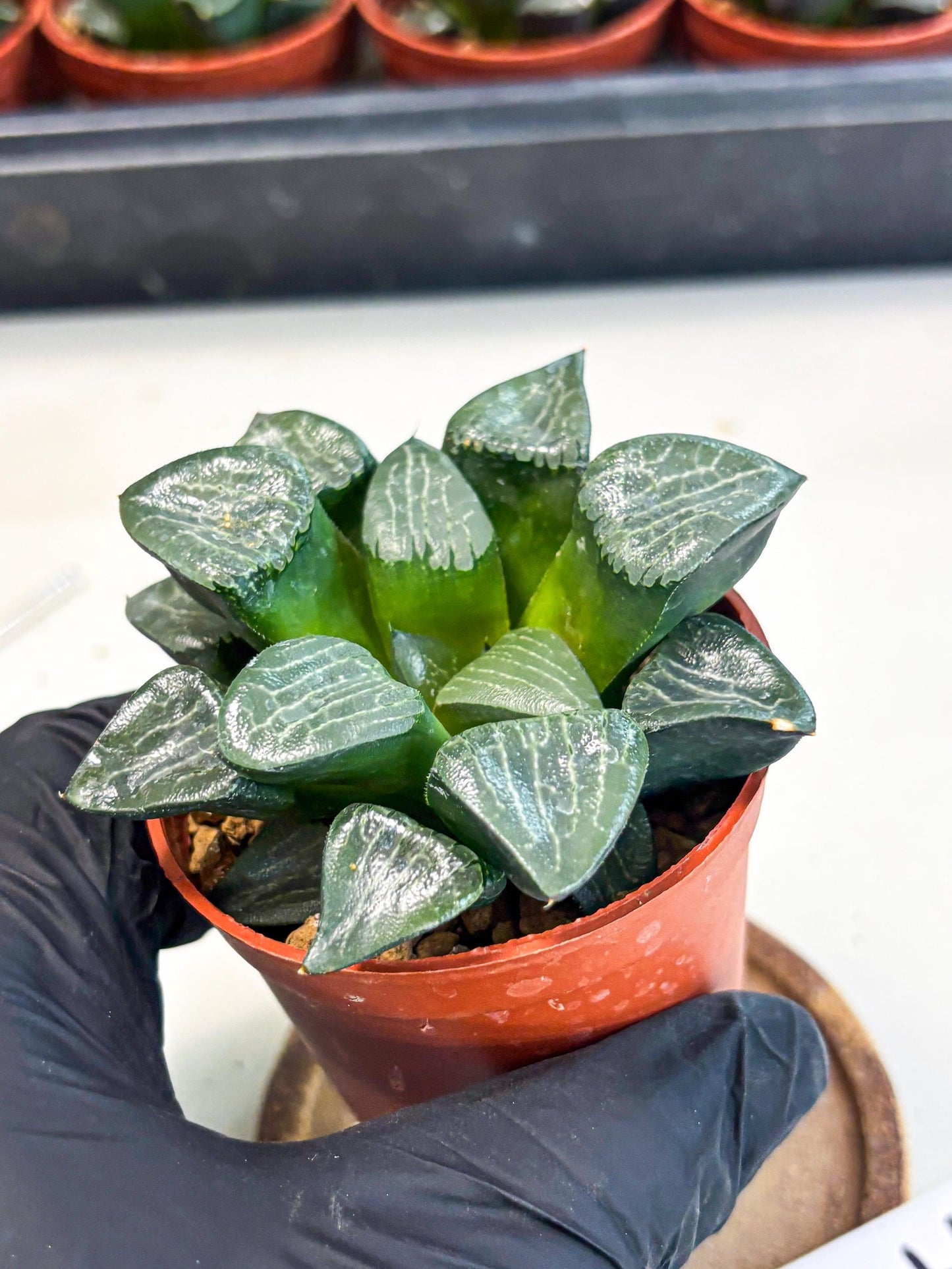 Haworthia Yueying (wa7) (r7) | Rare Import