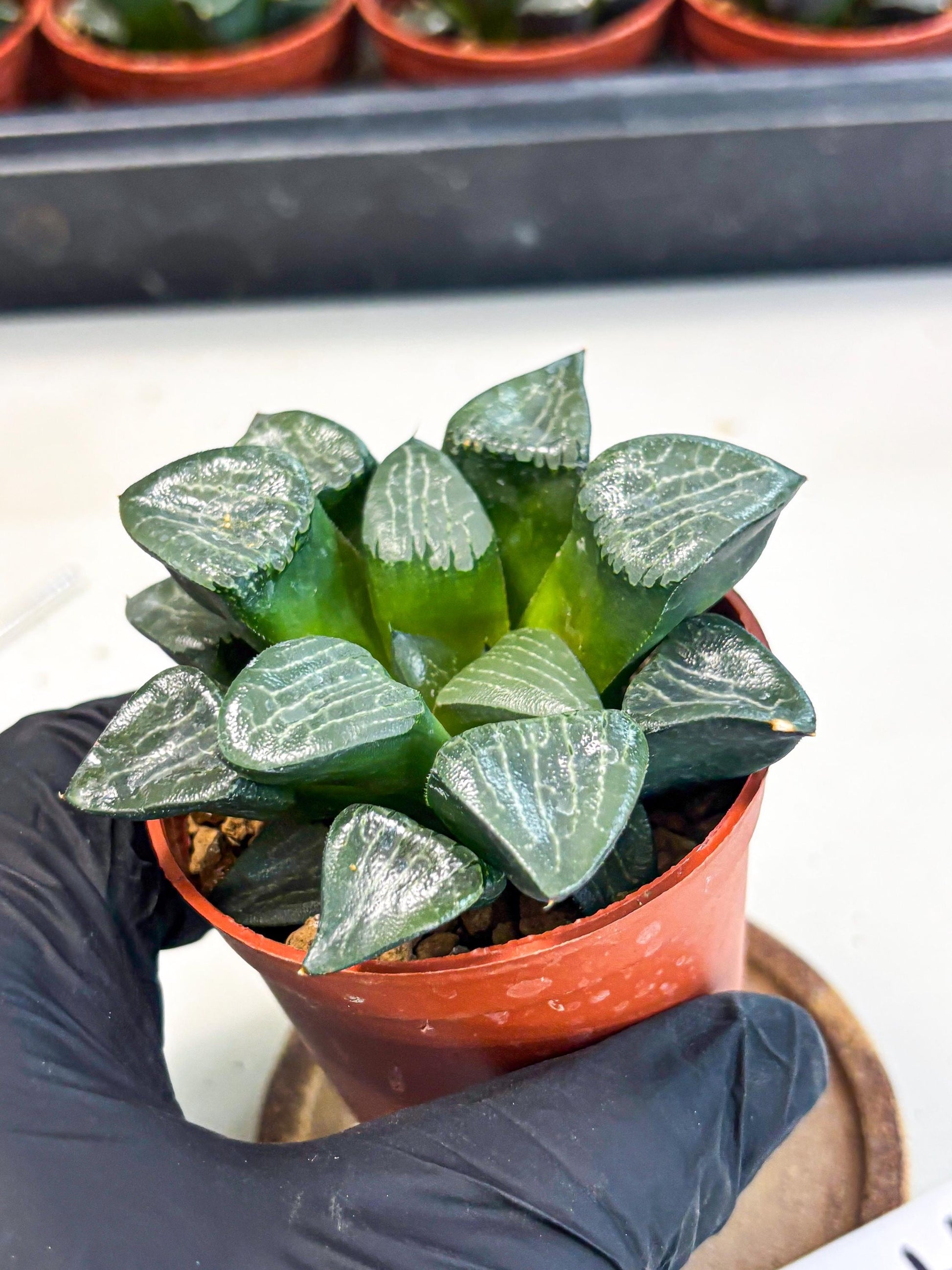 Haworthia Yueying (wa7) (r7) | Rare Import